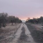 Photo-1 : Terrain agricole ( oliviers + maison )