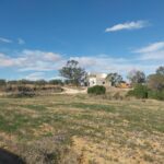 Photo-4 : Terrain agricole ( oliviers + maison )