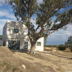 Terrain agricole ( oliviers + maison )