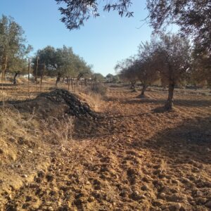 Terrain à Foukaya Chatt Mariem
