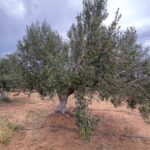 Photo-3 : Terrain agricole de 11 376 m² à Houaria – Nabeul