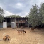 Photo-5 : Terrain agricole de 11 376 m² à Houaria – Nabeul