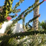 Photo-2 : Villa meublée avec piscine à JERBA