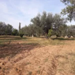 Senia zitoun titre individuel