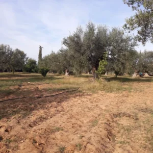 Senia zitoun titre individuel