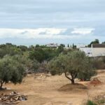 Photo-4 : Terrain à Cité les diamants, Mrezga