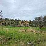 Photo-5 : Terrain à Cité les diamants, Mrezga