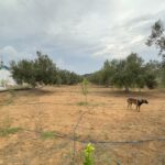 Photo-4 : Terrain agricole de 11 376 m² situé à el Houaria de Nabeul.