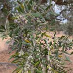 Photo-1 : Terrain agricole de 11 376 m² situé à el Houaria de Nabeul.