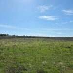 Photo-4 : Terrain clôturé de 8 200 m² à Hammamet