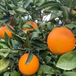 Terrain à Cebalet Ben Ammar