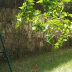 S2 Meublé avec Jardin à Sidi Daoud