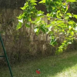 S2 Meublé avec Jardin à Sidi Daoud