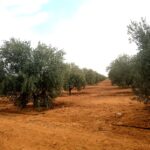 Photo-3 : Plantation d&rsquo;oliviers