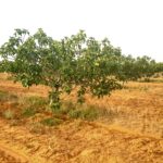 Photo-2 : Plantation d&rsquo;oliviers