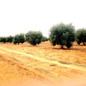 Plantation d&rsquo;oliviers