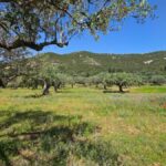 Terrain agricole de 10000 m² à Mornag