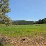 Photo-1 : Terrain agricole de 10000 m² à Mornag