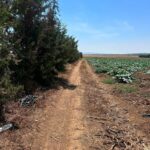 Photo-2 : Terrain agricole à Ain Ghelal