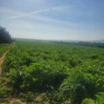 Photo-1 : Terrain agricole à Ain Ghelal