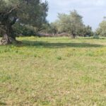 Photo-1 : Terrain agricole à Menzel Abderrahmane