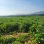 Photo-4 : Terrain agricole à Ain Ghelal