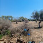 Photo-5 : Terrain à Daroufa maamoura Nabeul