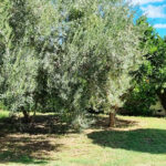 Photo-1 : MAGNIFIQUE REZ-DE-CHAUSSÉE DE VILLA MEUBLÉ à CHAT MERRIEM