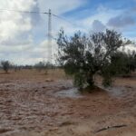Photo-18 : Terrain agricole à Djerba