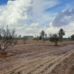 Photo-12 : Terrain agricole à Djerba