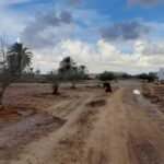 Photo-13 : Terrain agricole à Djerba