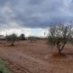 Photo-10 : Terrain agricole à Djerba