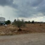 Photo-7 : Terrain agricole à Djerba