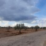 Photo-8 : Terrain agricole à Djerba