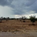 Photo-2 : Terrain agricole à Djerba