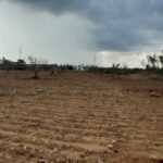 Photo-5 : Terrain agricole à Djerba