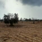 Photo-6 : Terrain agricole à Djerba