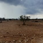 Photo-3 : Terrain agricole à Djerba