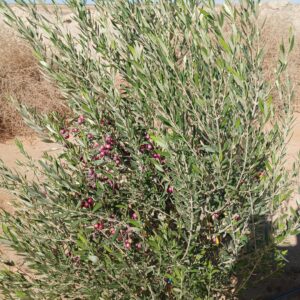 سانية 3.5 هك مسجلة ملكية فردية