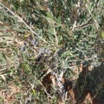 Photo-2 : سانية 3.5 هك مسجلة ملكية فردية