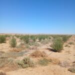 Photo-3 : سانية 3.5 هك مسجلة ملكية فردية