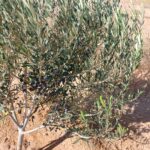 Photo-1 : سانية 3.5 هك مسجلة ملكية فردية