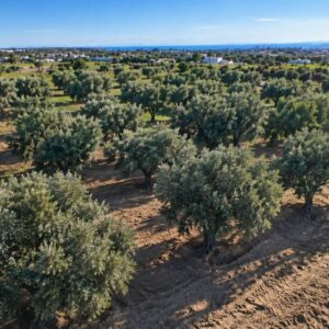 Terrain Agricole 4 002 m² à Cité Mora Nabeul